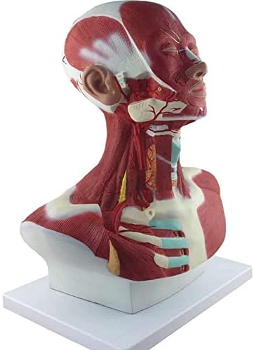 Едкто образование на главата и вратот на градите мускули Анатомски модел, модел на човечко тело, човечки глава и мускулен анатомски