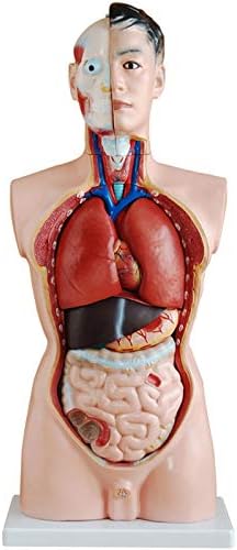CRGL Возрасен машки торзо модел на орган - Големина на живот 33,5 19 Дел Модел на човечко тело Анатомија кукла со отстранливи органи 3Д модел
