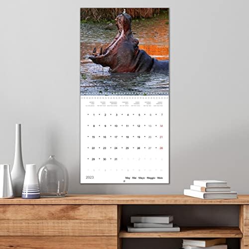 Нилски коњи - Африкански гиганти, калвендо месечен календар